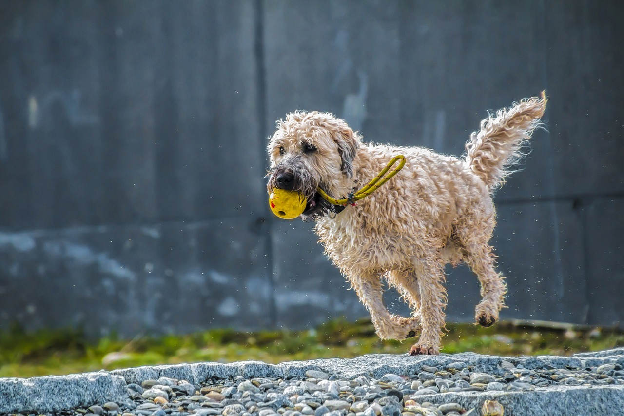 How Much Exercise Does Your Dog Need