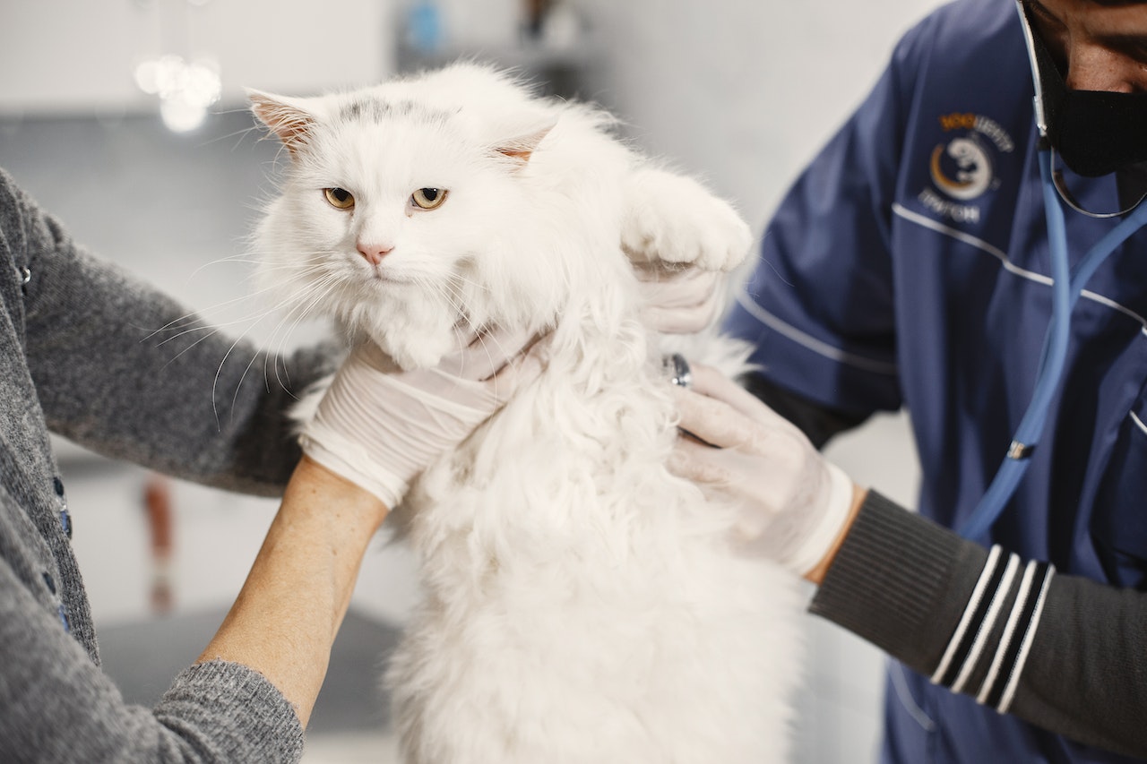 How Often Should You Take Your Cat to the Vet?