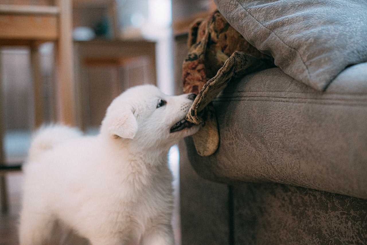 How to Keep Your Dog From Chewing Up Your Furniture?