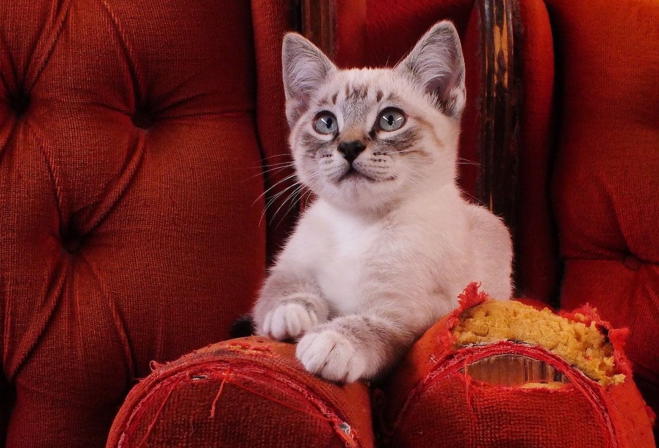 How to Prevent Your Cat From Scratching Your Furniture
