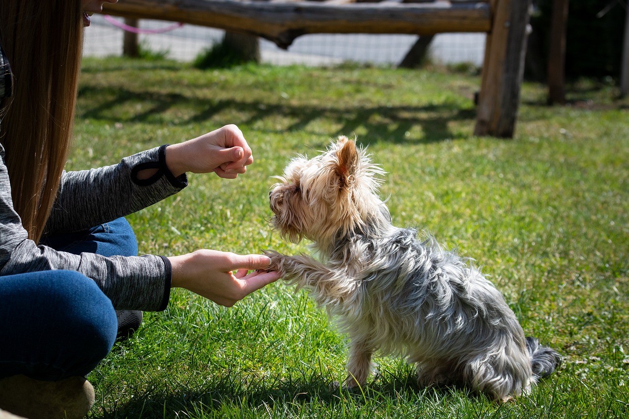 How to Teach Your Dog Basic Commands Like Sit, Stay, and Come