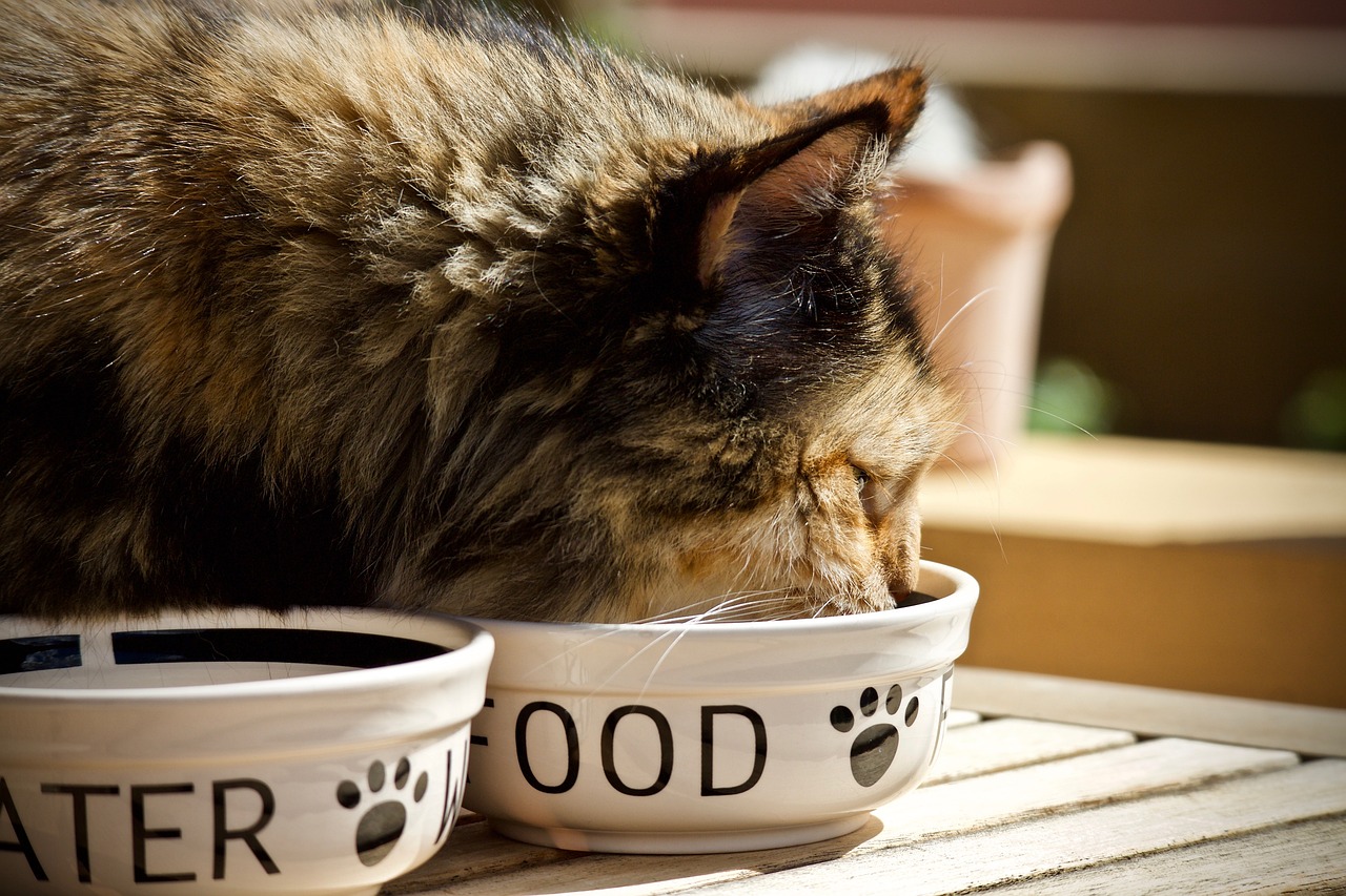 What Kind of Food Should You Feed Your Cat