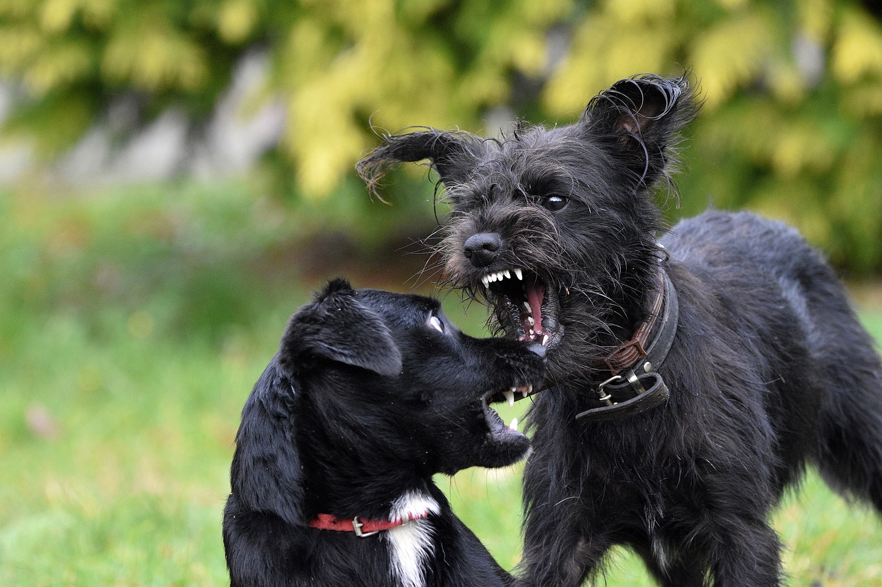 Tackling Canine Aggression: What to Do If Your Dog Is Aggressive Towards Other Dogs