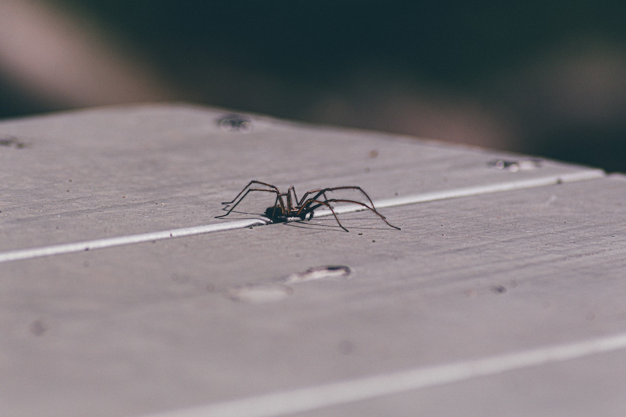 How to Get Rid of Spiders at Home