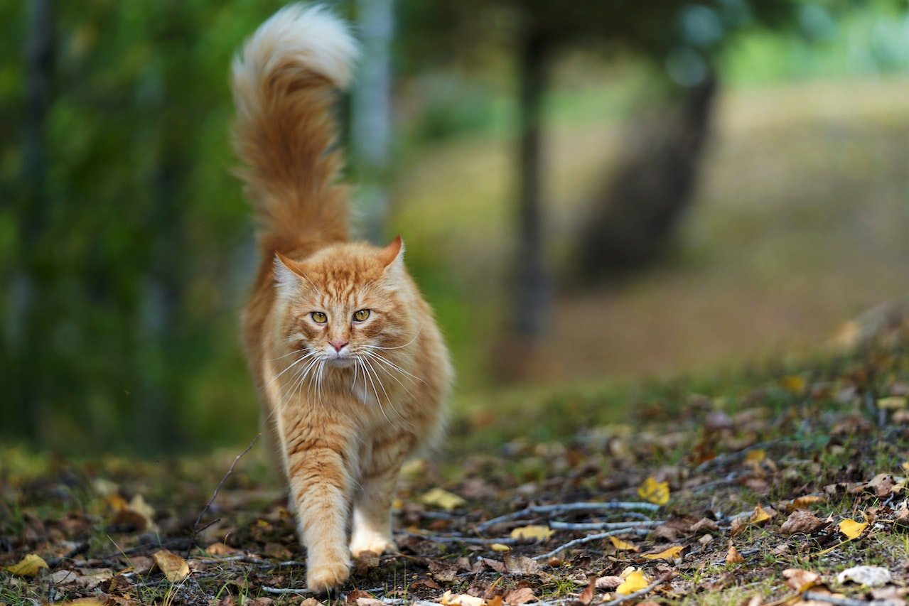 How to Keep Your Cat from Running Away?