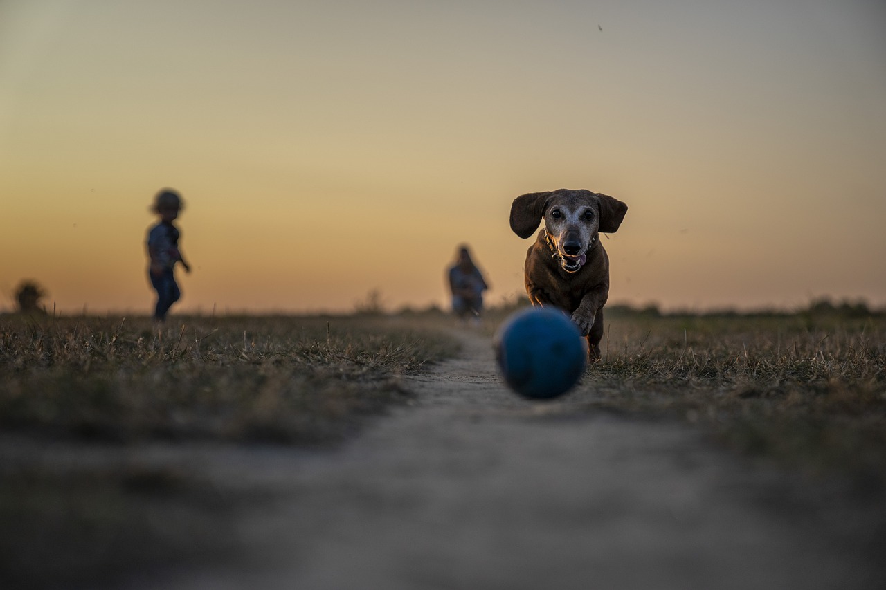 How to Teach Your Dog to Fetch?