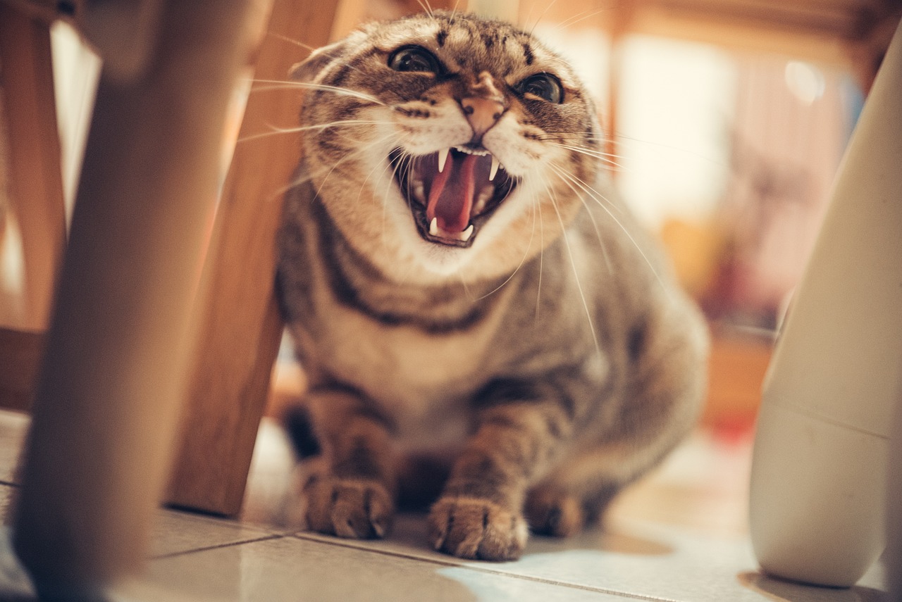 the Most Common Behavioral Problems in Cats