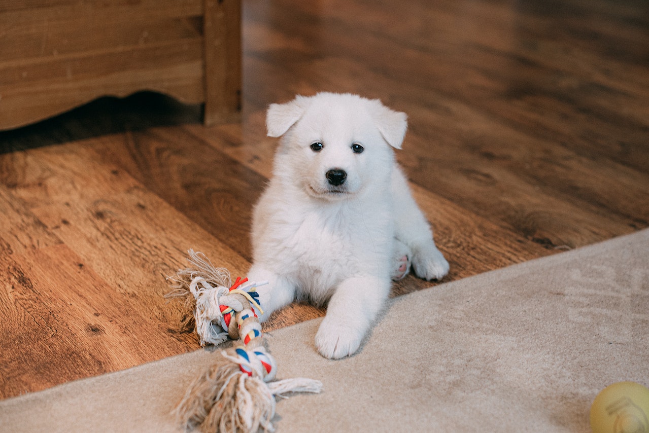 The Best Flooring Options for Pet-Friendly Homes