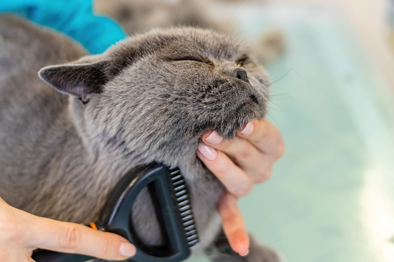 How to Groom Your Cat?