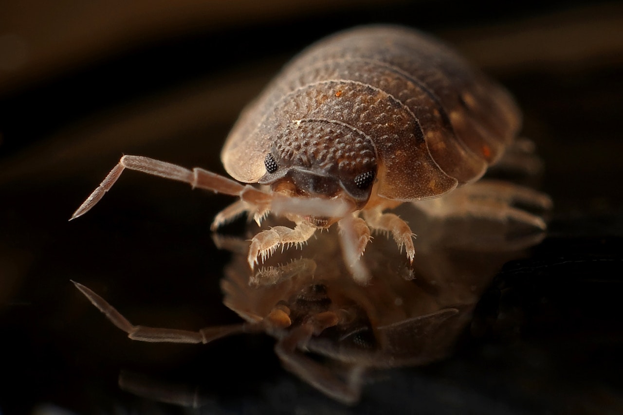 How To Get Rid of Bed Bugs: A Hilarious Guide to Reclaiming Your Sheets