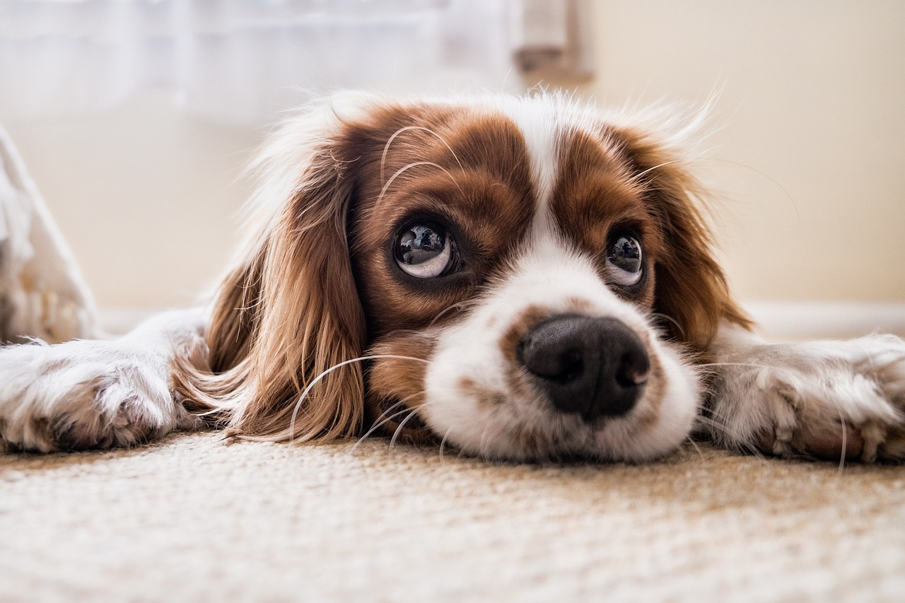 Paws and Cons: The Funny Truths About Owning a Dog