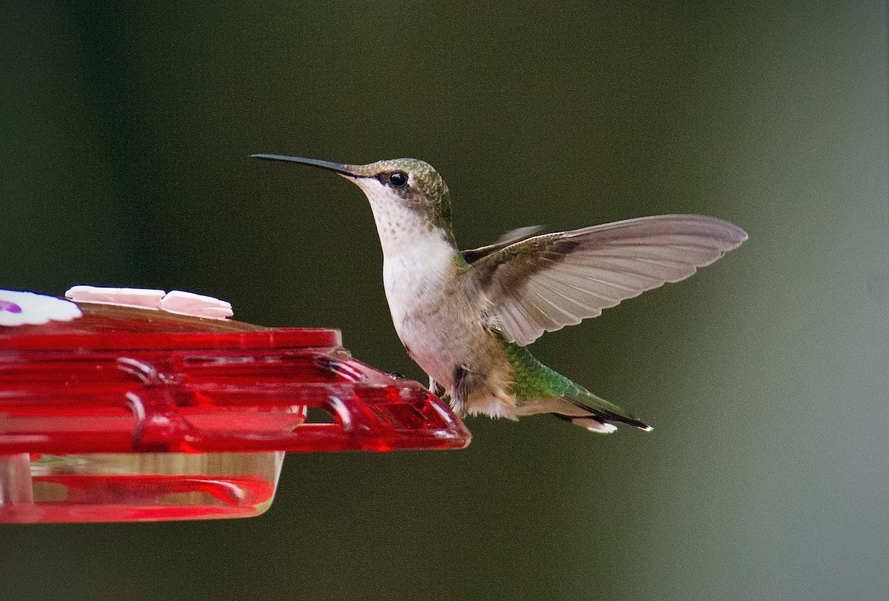 How to Make Hummingbird Food A MichelinStar Recipe for Birds With