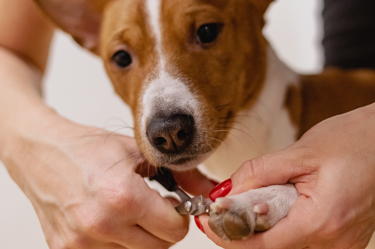 how to trim dog nails