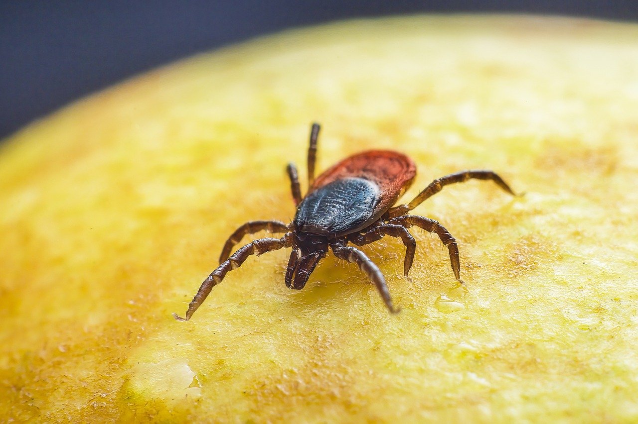 How to Remove a Tick